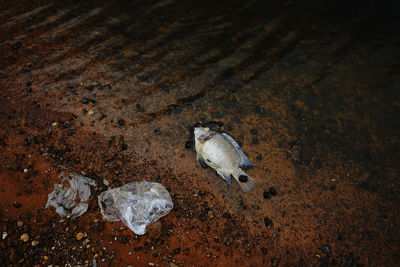 Plastic waste with dead fish at the riverbank 