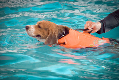 Blur the beagle dog to swim in the pool.
