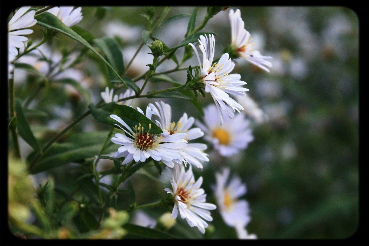 flower, transfer print, freshness, petal, growth, fragility, flower head, beauty in nature, white color, focus on foreground, auto post production filter, close-up, blooming, nature, plant, in bloom, blossom, pollen, day, outdoors