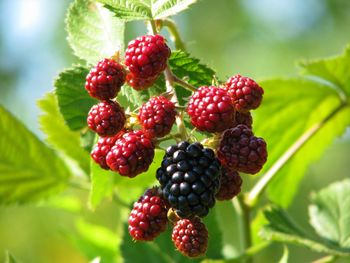 Close-up of berries hanging on stems