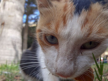 Close-up portrait of a cat