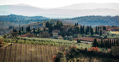 Tuscany hills rural countryside landscape, cypress passages and vineyards. wheat, olives cultivation