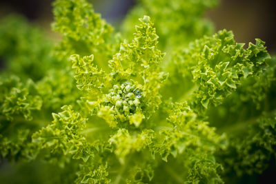 Close-up of fresh green plants
