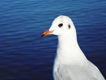 Close-up of seagull