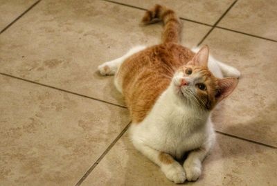 Cat looking away