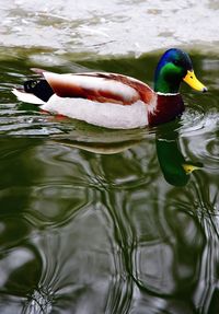 Duck swimming in a lake