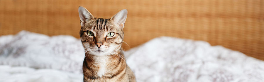 Beautiful pet cat sitting on bed in bedroom at home looking at camera. web banner header.