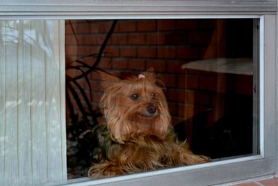 Portrait of a dog looking through window