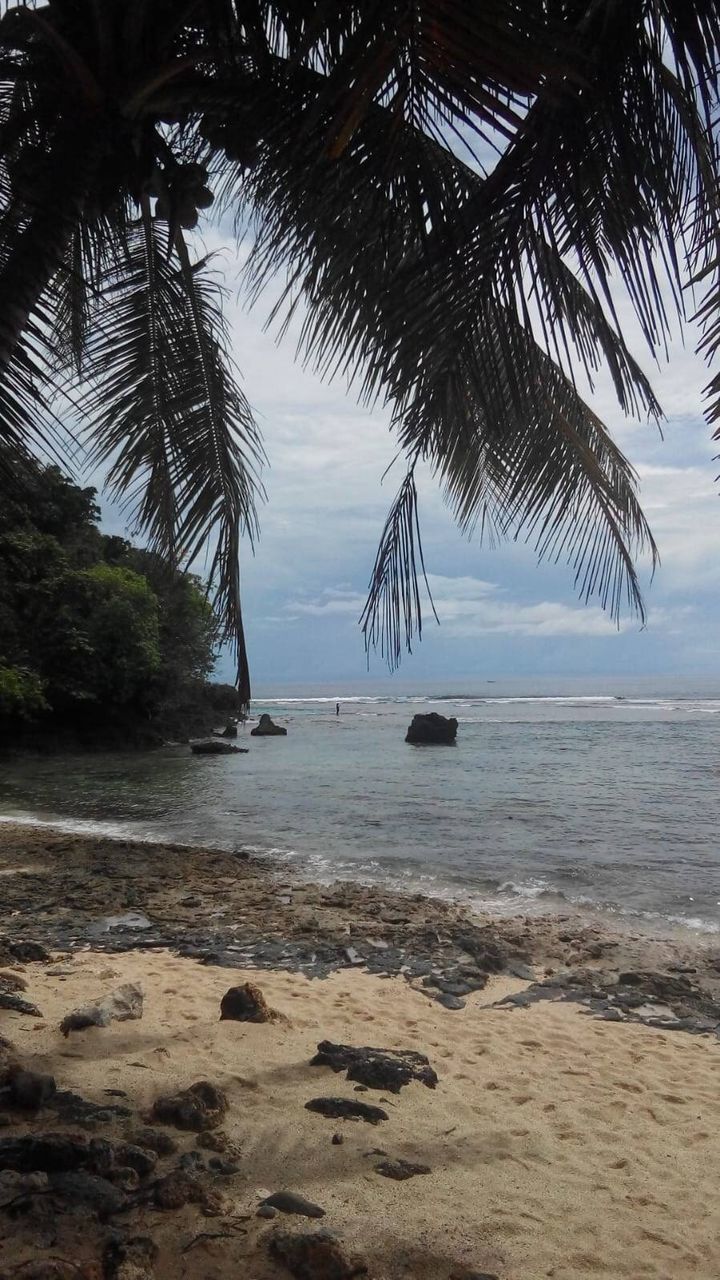 SCENIC VIEW OF PALM TREES AT BEACH