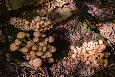 High angle view of mushrooms growing on tree