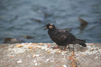 Pigeons are sick to carry bird flu bird disease. carriers of animals to humans.