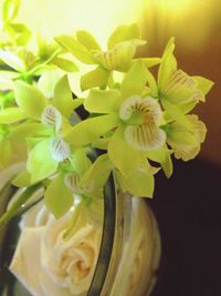 Close-up of yellow flowers