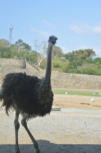 View of bird on field