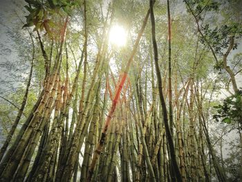 Low angle view of bamboo trees in forest