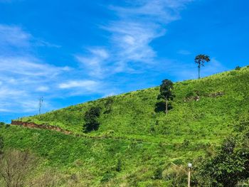 Low angle view of trees on hill against blue sky