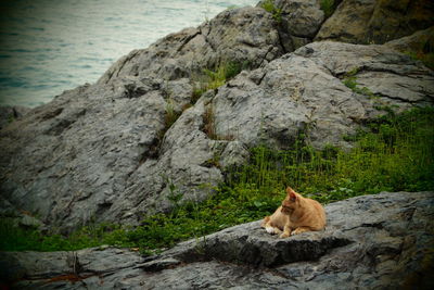 Cat on rock