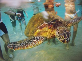 Fish swimming in sea