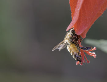 Close-up of bee on flower against blurred background