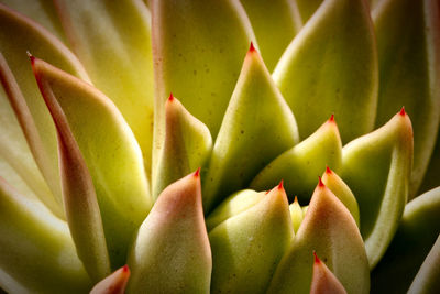 Full frame shot of succulent plant