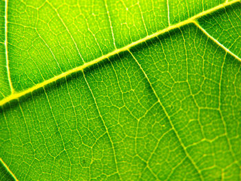 Macro shot of green leaf