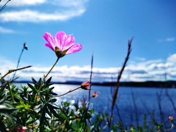 Close-up of pink flower against sky