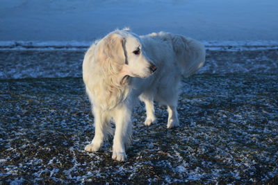 Dog on shore