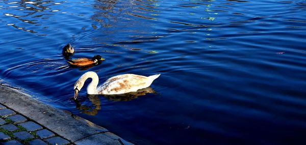 High angle view of birds swimming in lake