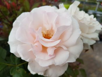 Close-up of white rose