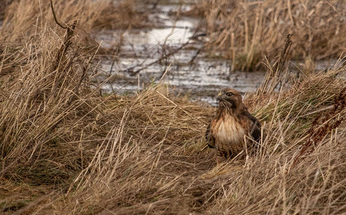 View of bird on grass