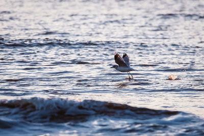 View of seagull on the sea