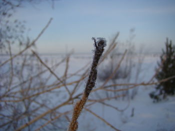 Close-up of frozen plant on land against sky
