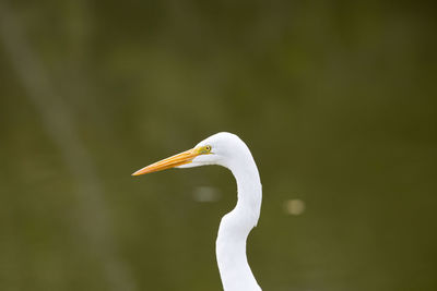 Close-up of a bird against blurred background