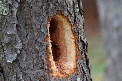 Close-up of tree trunk