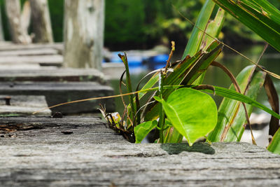 Close-up of lizard on wood