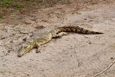 High angle view of lizard