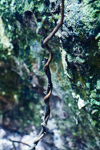 Low angle view of tree