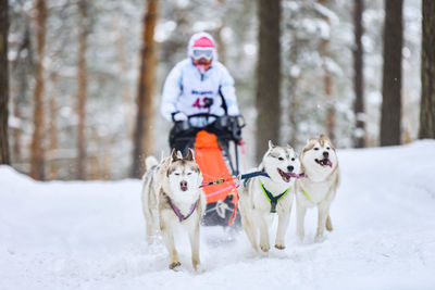 View of a dog in snow