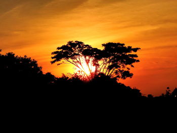 Silhouette of trees at sunset