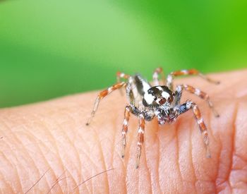 Close-up of spider on hand