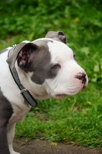 Close-up of dog looking away