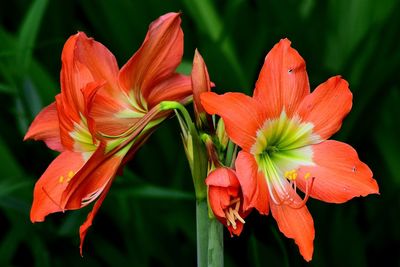 Close-up of red flowering plant