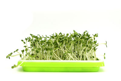 Close-up of green beans against white background