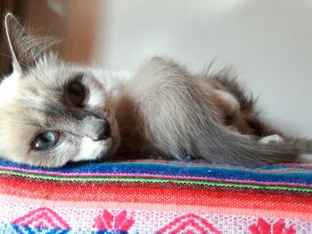 Close-up portrait of cat lying down