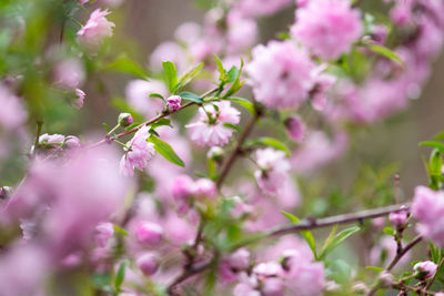 Close-up of pink flowering plant