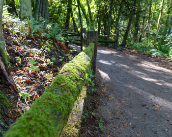 Footpath amidst trees in forest