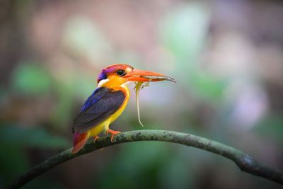 Close-up of bird perching on branch