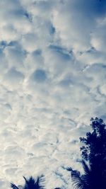 Low angle view of trees against cloudy sky