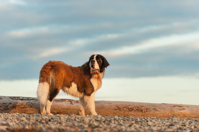 Dog standing at beach against cloudy sky