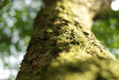 Low angle view of tree trunk