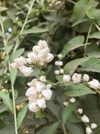 Close-up of white flowers blooming outdoors